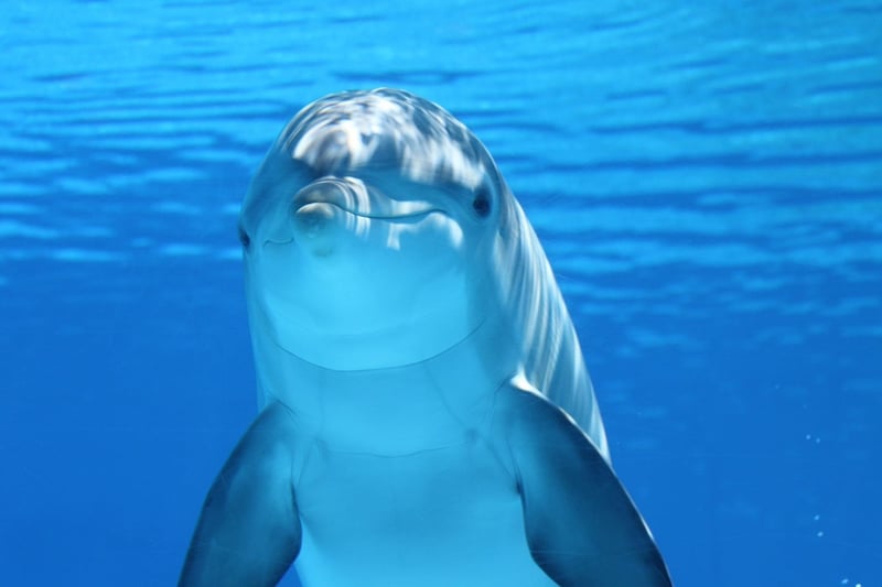 Aquatic Creatures