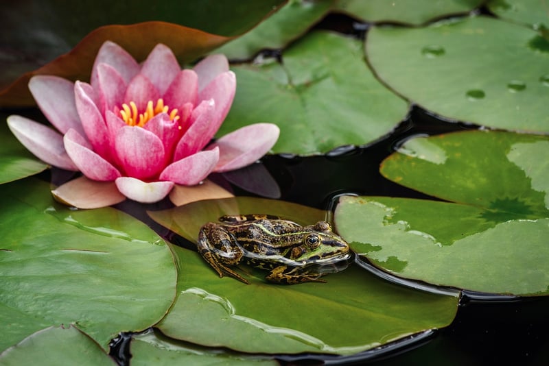 Water Lily Haven