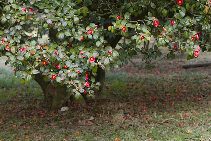 Camellia