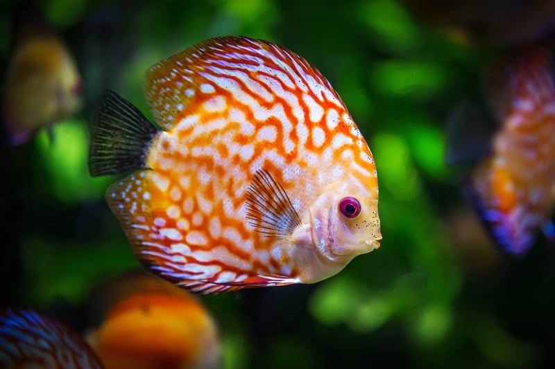 Koi Fish