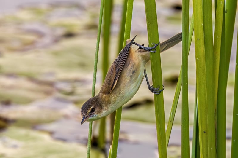 Dragonfly by the Pond