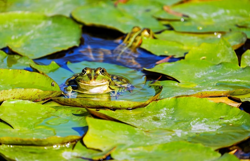 Frog Pond