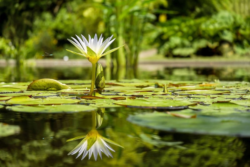 Pond with Water Lily